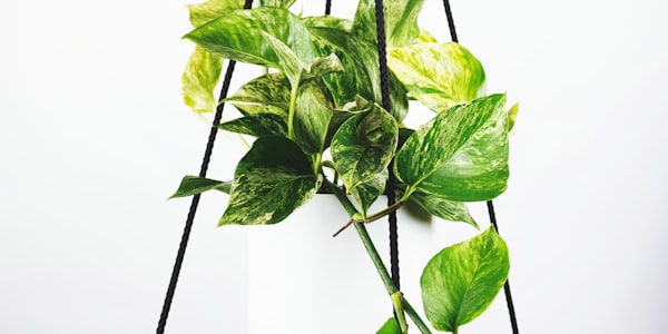 欧冠联赛巴塞罗那对阵拜仁慕尼黑足球赛事预告